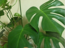 aroma2.jpg